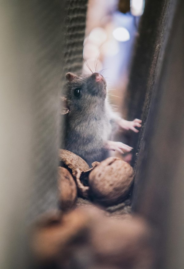 Dératisation professionnelle à lyon : agissez avant l'infestation!